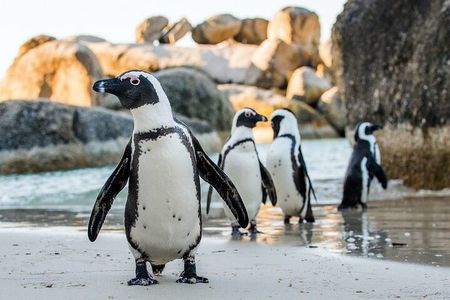Full Day Private Cape Peninsula and Boulders Beach Tour