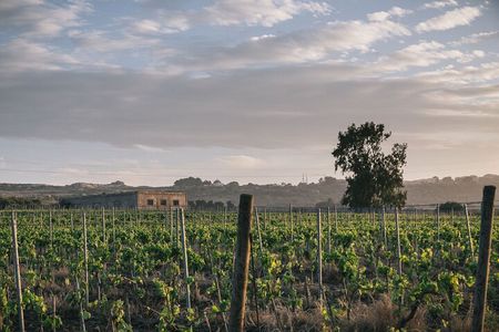 Syracuse: Exclusive Sicilian Wine Tasting Experience