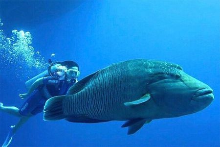 Luxury Cruise to White Island and Ras Mohamed - Sharm El Sheikh