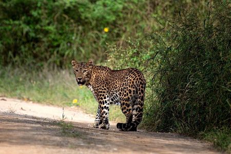 4 days Golden Triangle Tour from Delhi with Leopard jeep safari