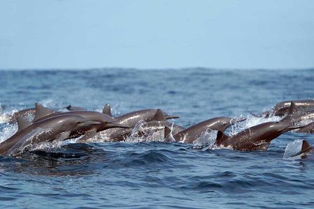 Private | Huatulco Ocean & Reef Eco Adventures