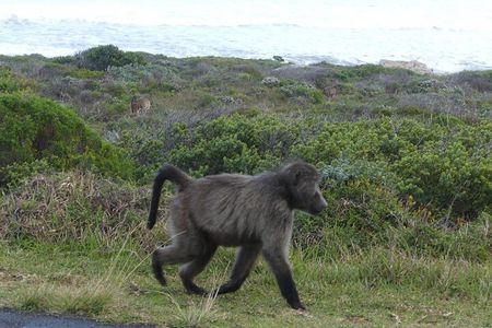  Cape of good hope and penguins small group Tours