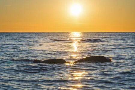 Dolphin Watching Tour – 85% Chance – Drinks & Dinner Included