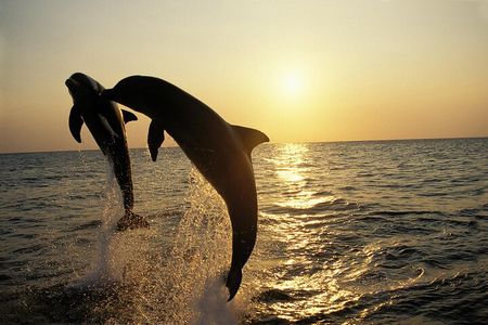 All-Inclusive Sunset Cruise & Dolphin Watching – Medulin