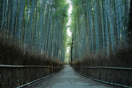 Kyoto Arashiyama Bamboo Forest Hidden Hiking Tour（Hidden Temples）