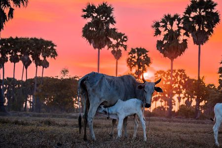 Authentic Siem Reap: Tuk Tuk Countryside and Sunset Tour