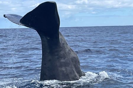 Whale Watching and Private Ocean Safari Experience in Mauritius