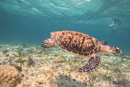 Cancun Snorkeling Adventure
