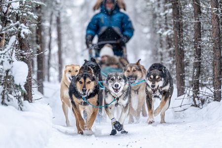 1-Hour Winter Dog Sled Ride with Local Mushers and Teams