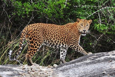 From Ella: Private Yala Safari & Transfer/Tangalle/Mirissa/Galla