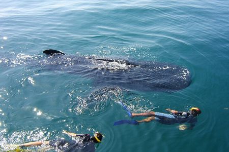 Swim with the Whale Shark on Holbox Island