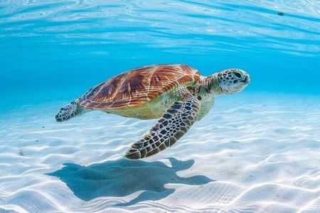 Antilla Shipwreck Seabob Tour