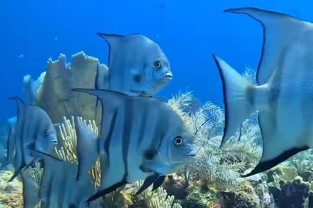Roatan Snorkeling Adventure monkey Sloth west Bay Beach.