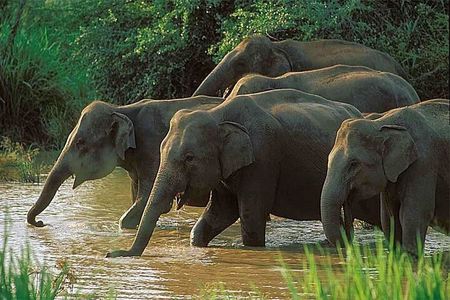 Udawalawe National Park | Half day - Safari tour