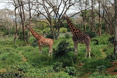 Day tour to Karen Blixen, Beads Factory & Giraffe Center 