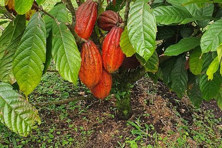 2 Hour Coffee & Chocolate Tour in Playas del Coco