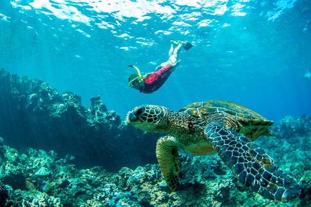 Afternoon West Maui Snorkel from Ka’anapali Beach