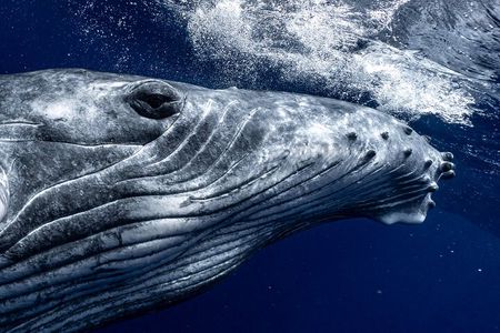 Half Day Private Whale Watching in Moorea