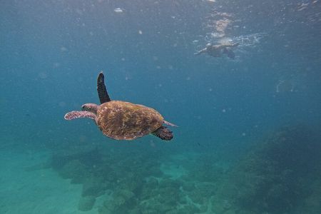 Private Snorkeling with turtles with BBQ food