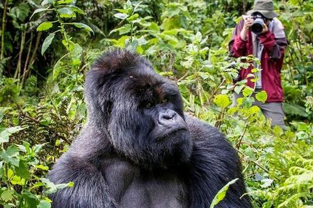 3-Day Private Guided Gorilla Trekking In Uganda 