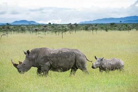 7 Days of Elephants, Rhinos & Big Five: The Best of Kenya Safari
