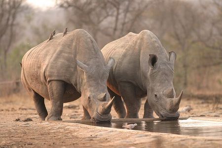 Multi Day Kruger National Park and Panorama Route Adventure