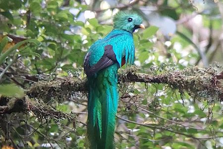 Guided Wildlife Tour in Monteverde Cloud Forest