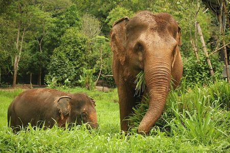 Phuket Elephant Nature Reserve Ethical Sanctuary 