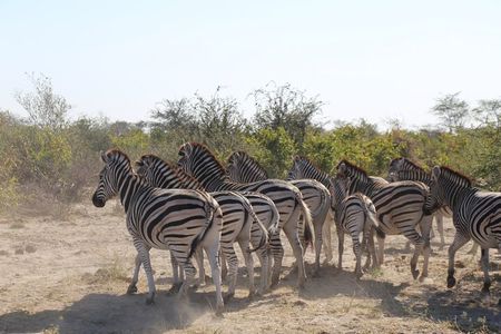 5-Day Explore Zimbabwe, Zambia and Botswana