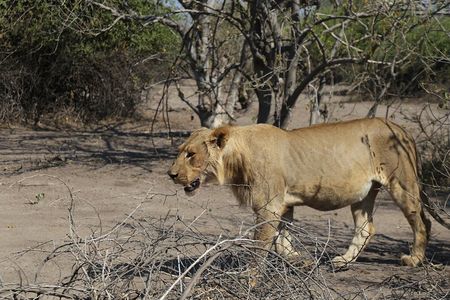 Small Group: Zambezi National Park Guided Game Drive