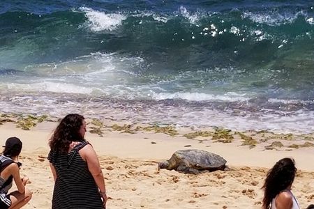 Dole,Garlic Shrimp, Northshore Customizable Group Priced Tour 