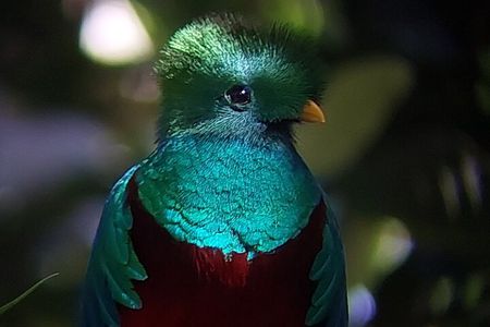 Monteverde Cloud Forest Tour