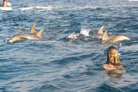 Swim with Dolphins Experience Sea Trip with Lunch : Marsa Alam