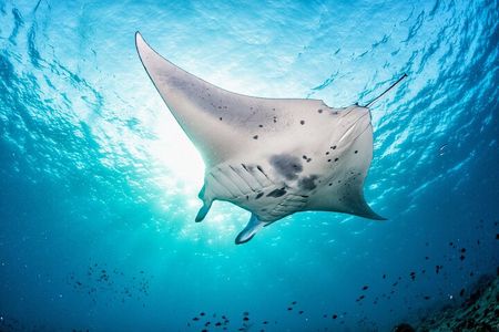 Nusa Lembongan Snorkeling with Manta Bay & Island Tour from Bali
