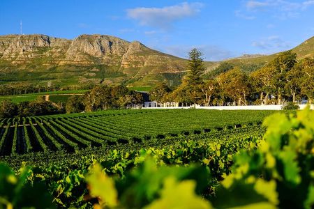 Private Tour of Constantia Wine & Kirstenbosch Gardens Experience