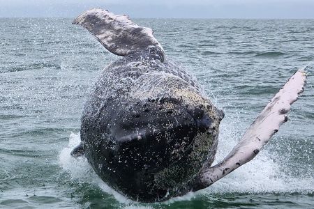 Whale Watching Experience Marino Ballena National Park
