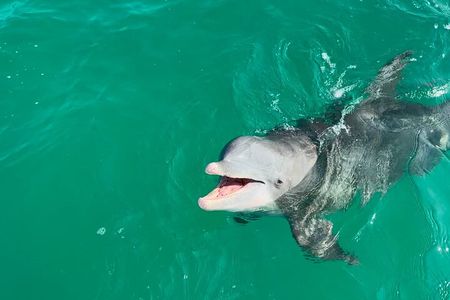 Shell Island Dolphin Sightseeing Boat Tour in Panama City Beach