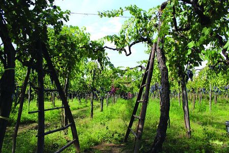 Cantine d'Irpinia: visit and tasting Taurasi from ancient vineyards