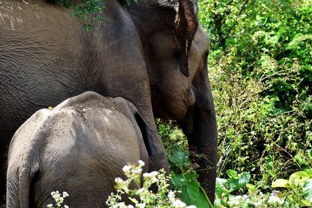 Udawalawe National Park | 4 Hours Private Safari Tour