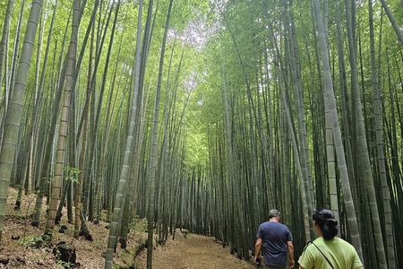 A Comprehensive Small-Group Busan Tour with Hotel Pickup