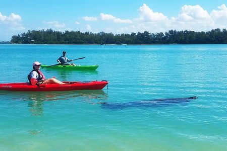 Kayaking with coastal wildlife in Sarasota Bay
