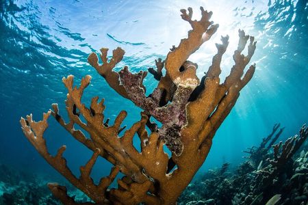 Puerto Morelos Coral Reef Snorkeling Adventure