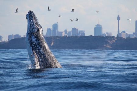 Sydney Whale Watching - 2.5hr Discovery Cruise