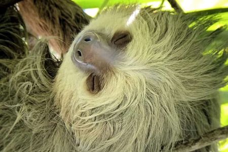 Manuel Antonio Park Guided Tour - Admission Ticket Included