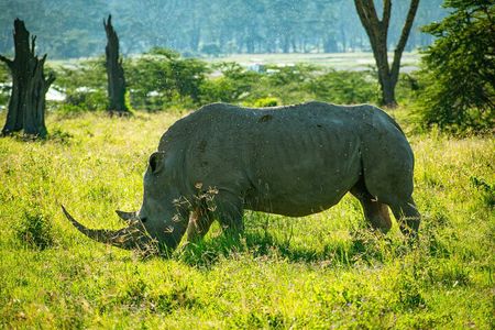 Tour To Lake Nakuru Park with Optional boat ride on Lake Naivasha