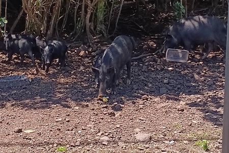 Private Shore Excursion Hilo Land of Frozen Fire up to 14