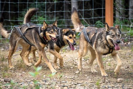 1 Hour Fall Sled Dog Experience in Two Rivers