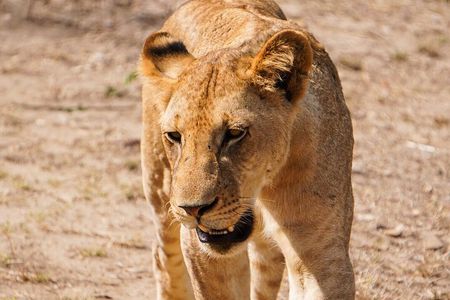 From Zanzibar: Mikumi Safari Day Trip with Flights and Meal