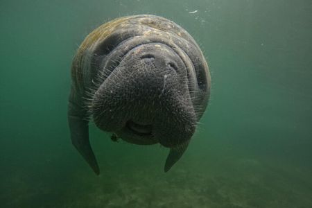 Crystal River VIP Guided Manatee Tour Heated Boats Free Photos