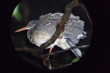 Night Walk Tour in Monteverde